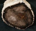 x Petrified Wood Limb Section - Oregon #16907-1
